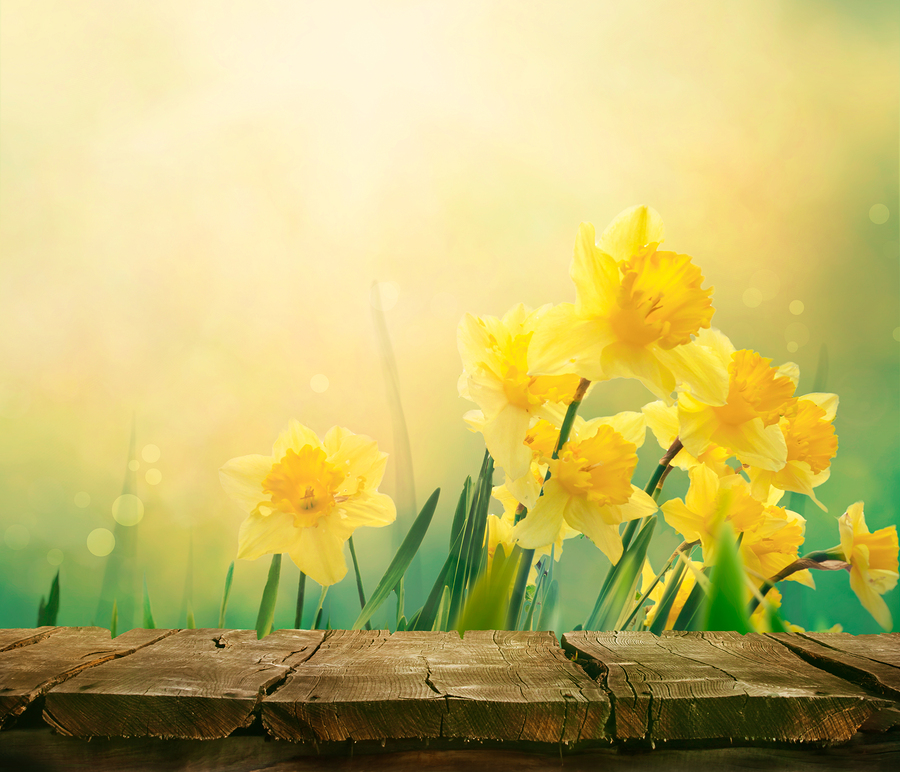 Yellow daffodils blooming behind a rustic wooden plank surface in soft sunlight.
